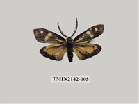 藏品(史氏狹翅螢斑蛾)的圖片